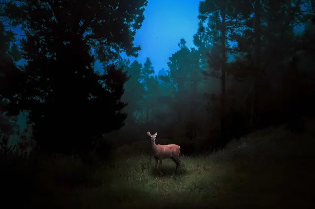 Enlightened Deer by Taysa Jorge