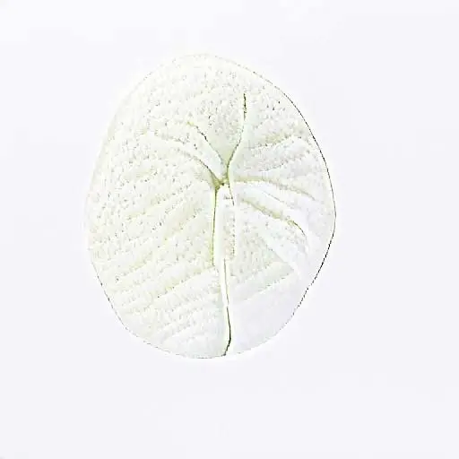 Artifacts5 - monstera leaf with white background (Milo Poelman) by Milo Poelman