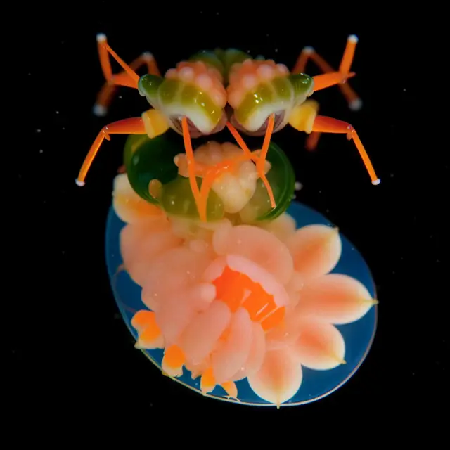 Isopodum Radiatum by Boldtron