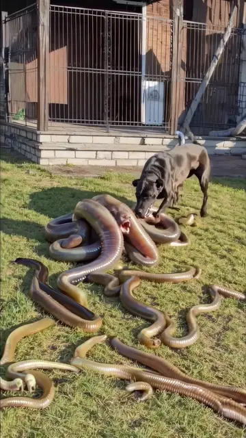 Canine Parasite Playdate by Bennett Waisbren