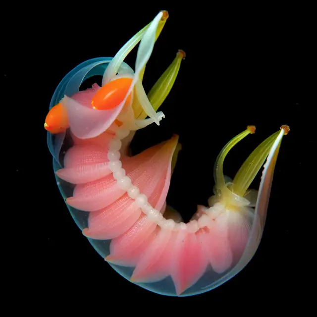 Petalum Splendens by Boldtron