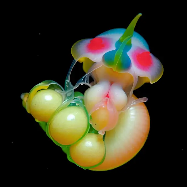 Algalis Teuthis by Boldtron