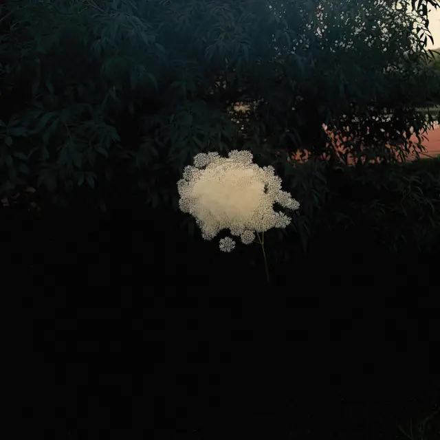 Single Elderflower Cloud by Alina Trifan