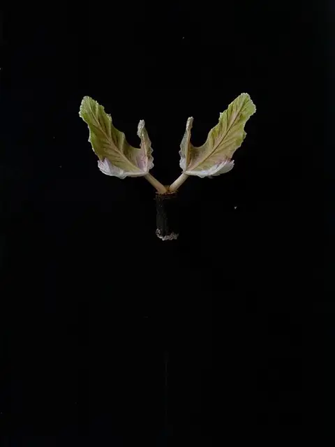 Avventurina Polymorphica by Emilia Trevisani