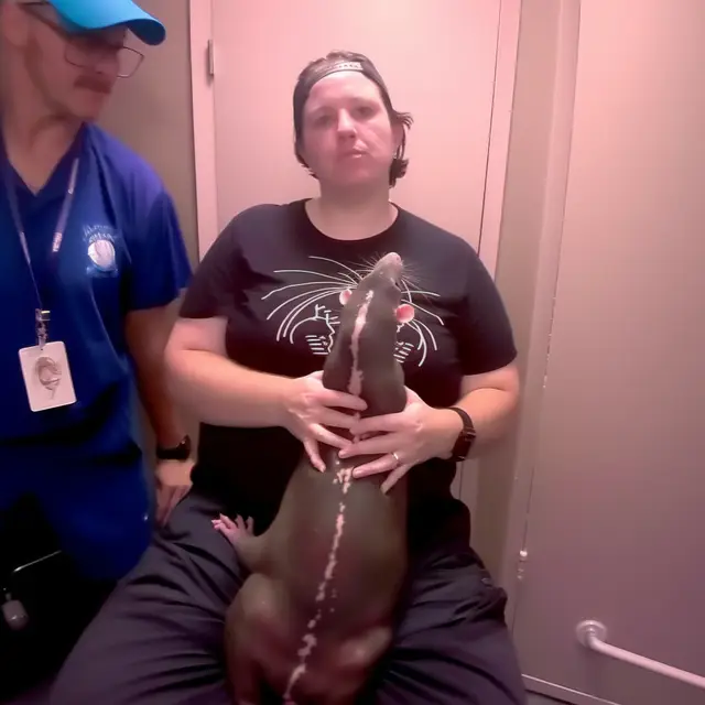 Backstage-Ratbender by Mind Wank