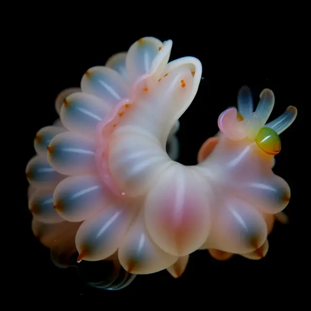 Helix Pulchra by Boldtron