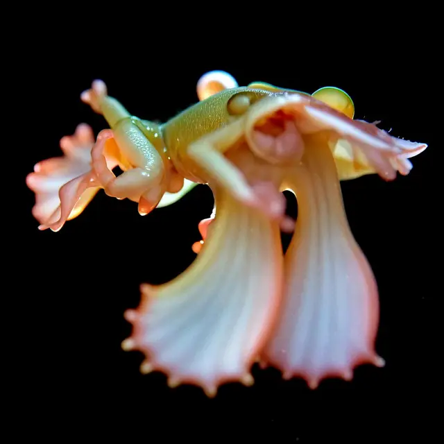 Nymphae Luminosa by Boldtron