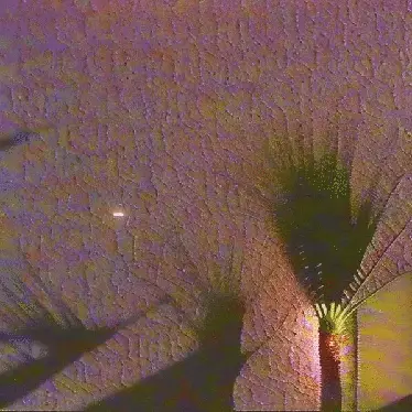shadow of a palm by noper
