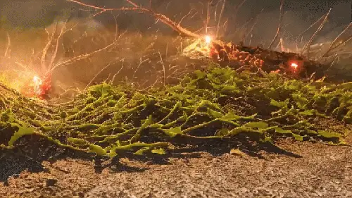 Sparks of Life Fester Like Fungi by noper