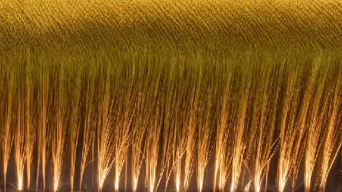 Good Harvest by noper