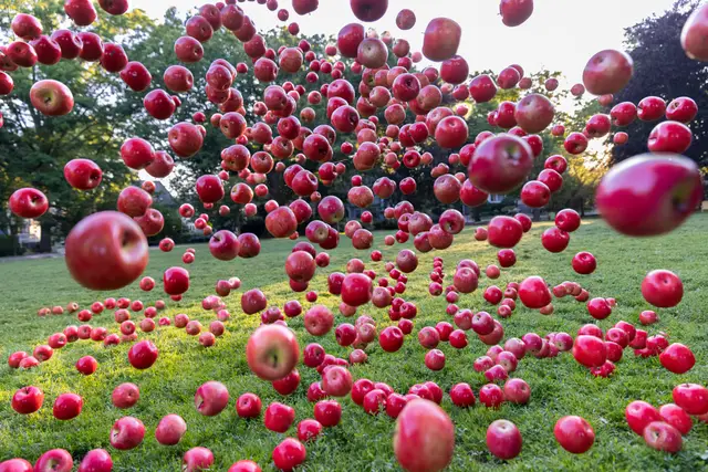 Apples at Emerson by Pelle Cass