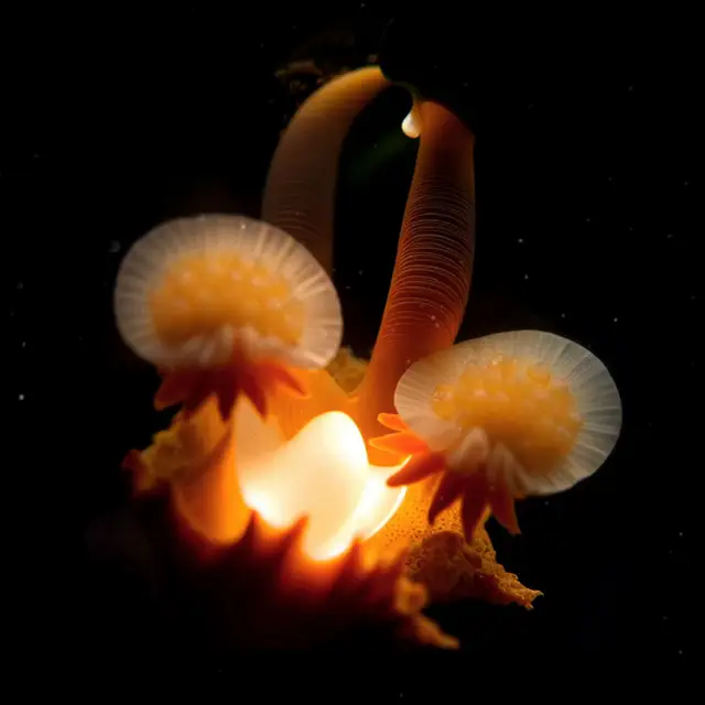 Luminis Corallus by Boldtron