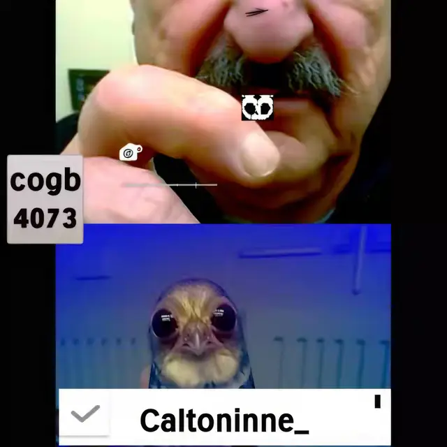 FaceTime-Bird by Mind Wank
