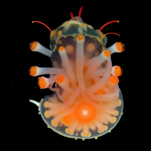 Nautilus Opacus by Boldtron