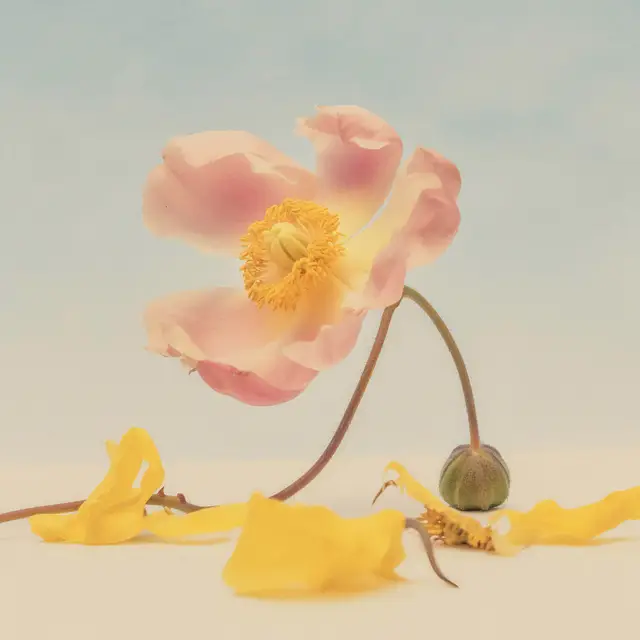 Anemone Anew by Alina Trifan