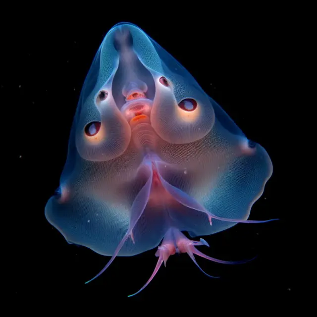 Splendidus Pastinacae by Boldtron