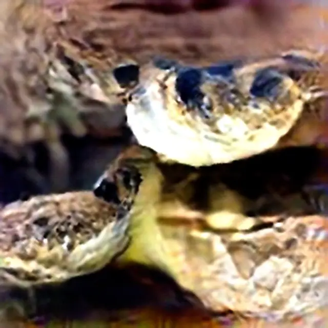 Rattlesnake #1 (Corpus: American Predators) by Trevor Paglen