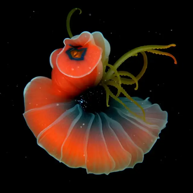 Crystallinus Membrana by Boldtron