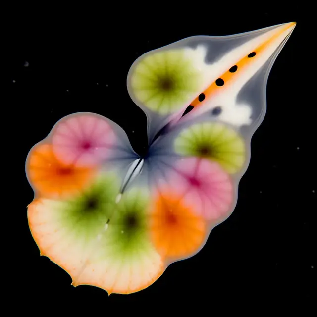 Lucidus Petaliformis by Boldtron