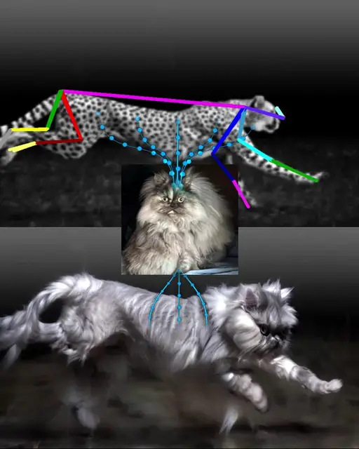 CHEETAH TO PERSIAN CAT FUR TRANSFER (Geoffrey Lillemon) by Geoffrey Lillemon