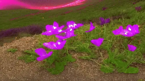 Bougainvilleas are Growing by noper