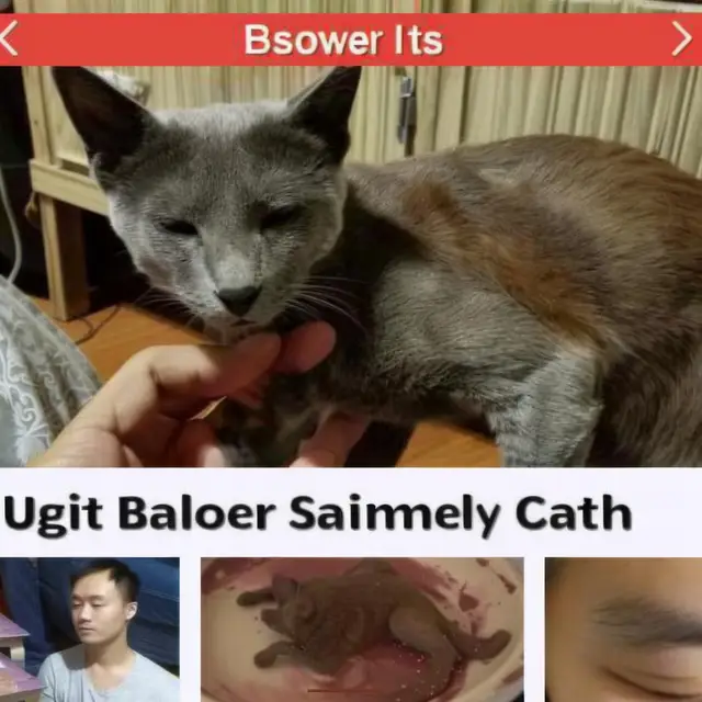 Bad-Cat-For-Sale by Mind Wank