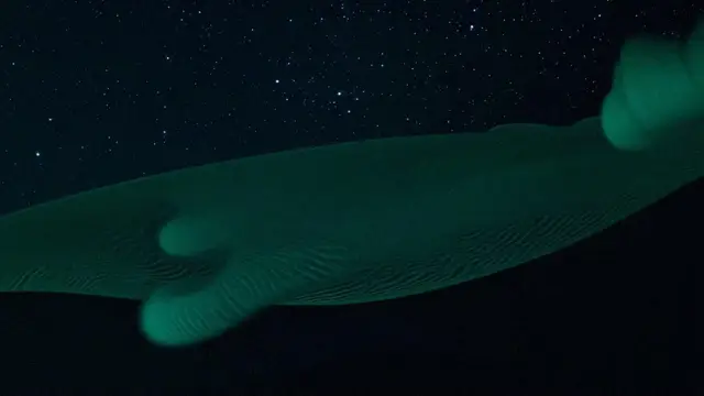 The Call by Floam World