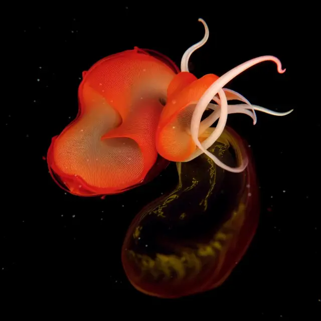 Purpureus Flagellum by Boldtron