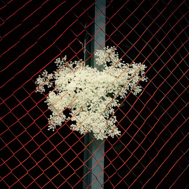 Chain Elderflower by Alina Trifan