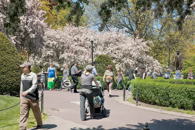 Flowering Trees, Boston Public Garden by Pelle Cass