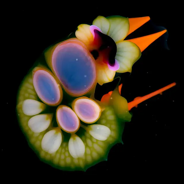 Purpurea Pictus by Boldtron