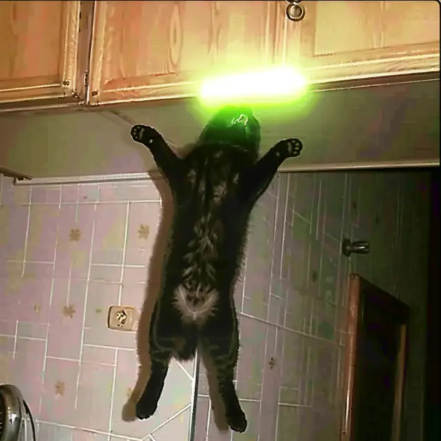 Jumping-Cat-2 by Mind Wank