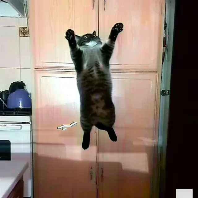 Jumping-Kitten by Mind Wank