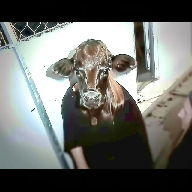 Cow-Boy by Mind Wank