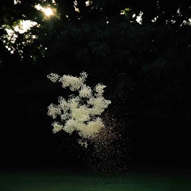 Elderflower Dust by Alina Trifan