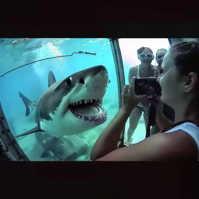 Shark-Snapshot by Mind Wank