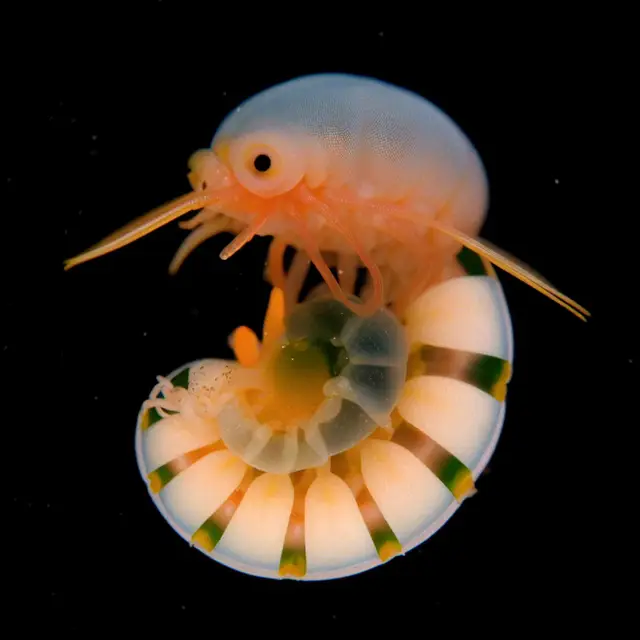 Crustacea Lucida by Boldtron