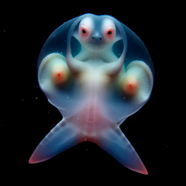 Pastinacae Fulgens by Boldtron