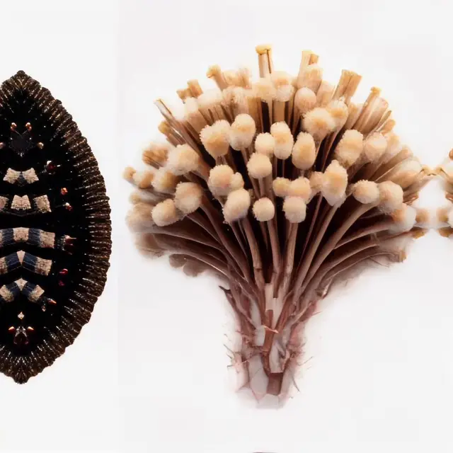 Mycelium Evolution by Domingo Pablo